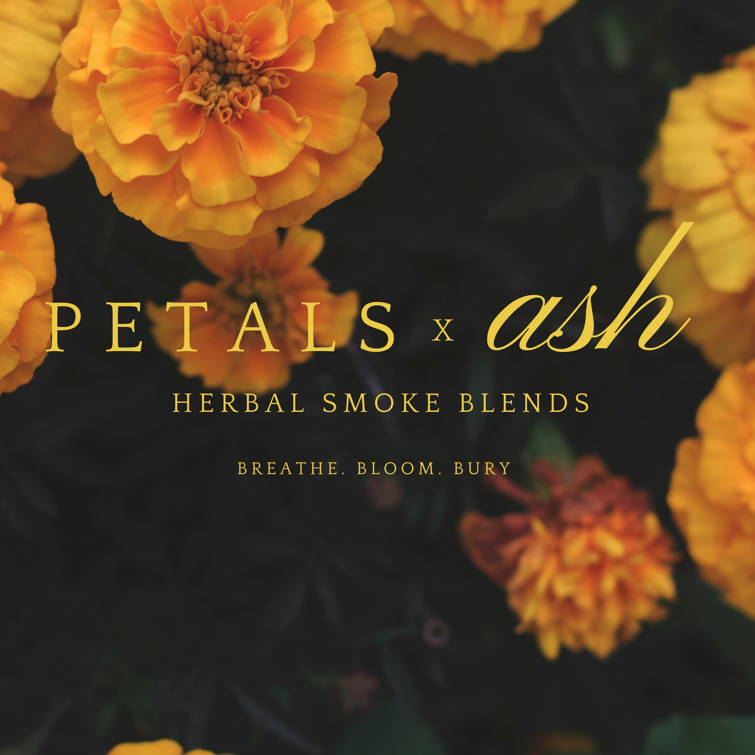 Petals x Ash